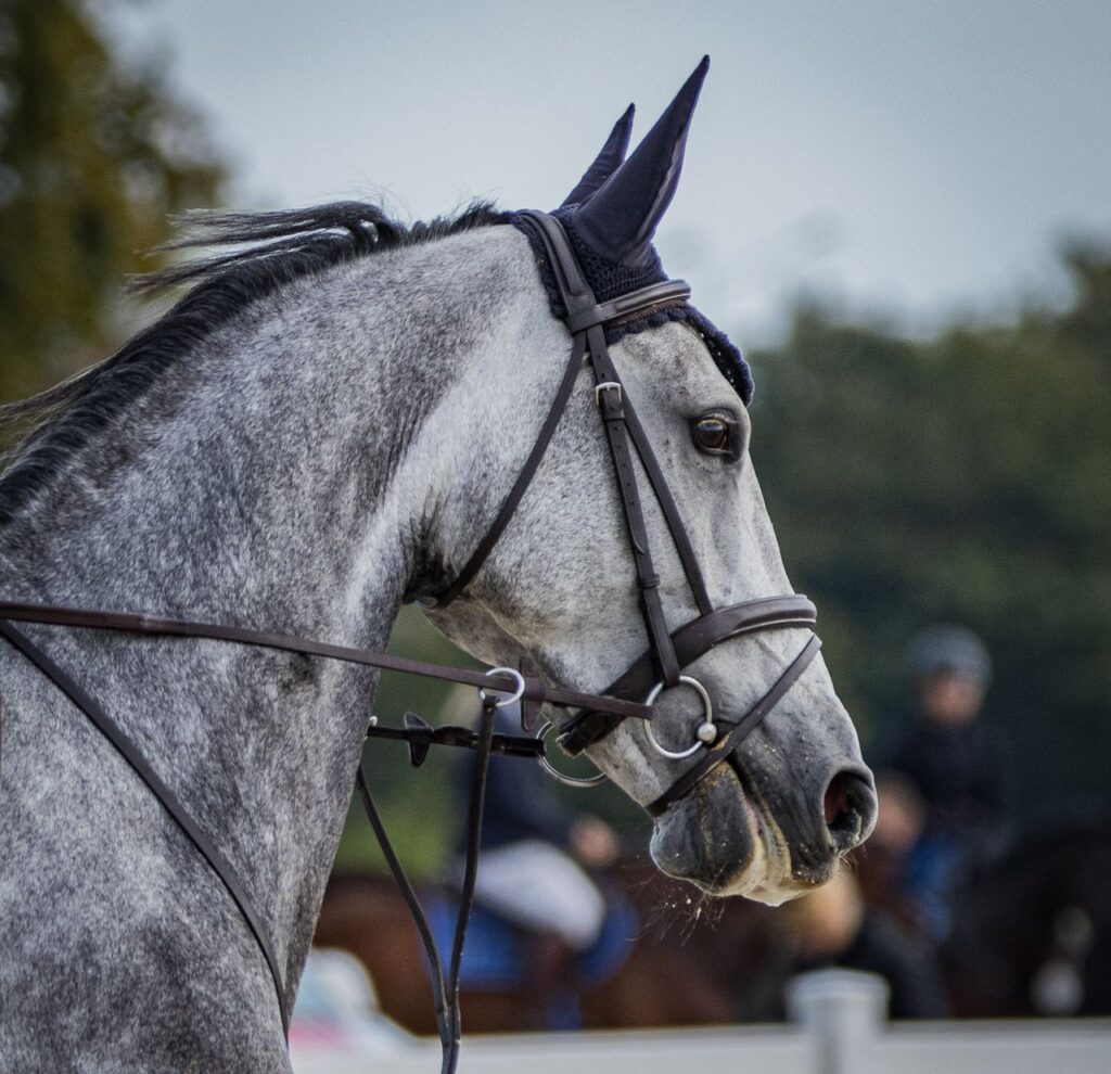 Close-up of a gray horse with bridle at an outdoor equestrian event.